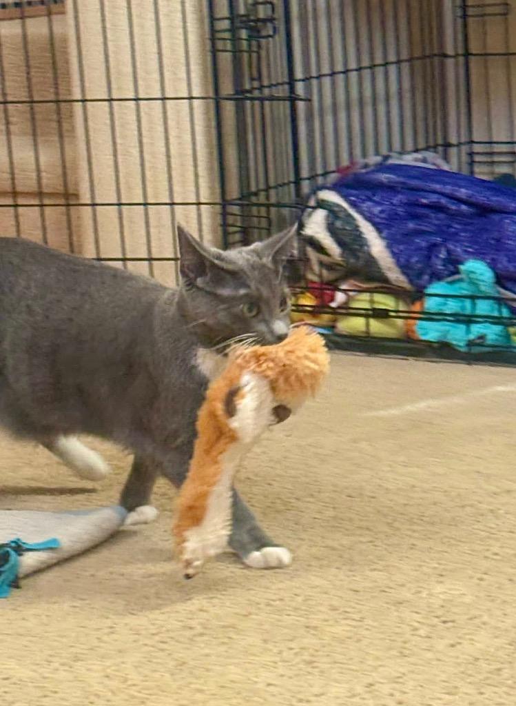 Enlarge Etivaz, a Adoptable mixed breed in Fort Lupton, CO image 6/6