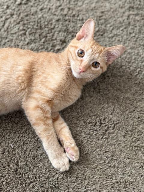 Tango, adopted, Young Male Domestic Short Hair.