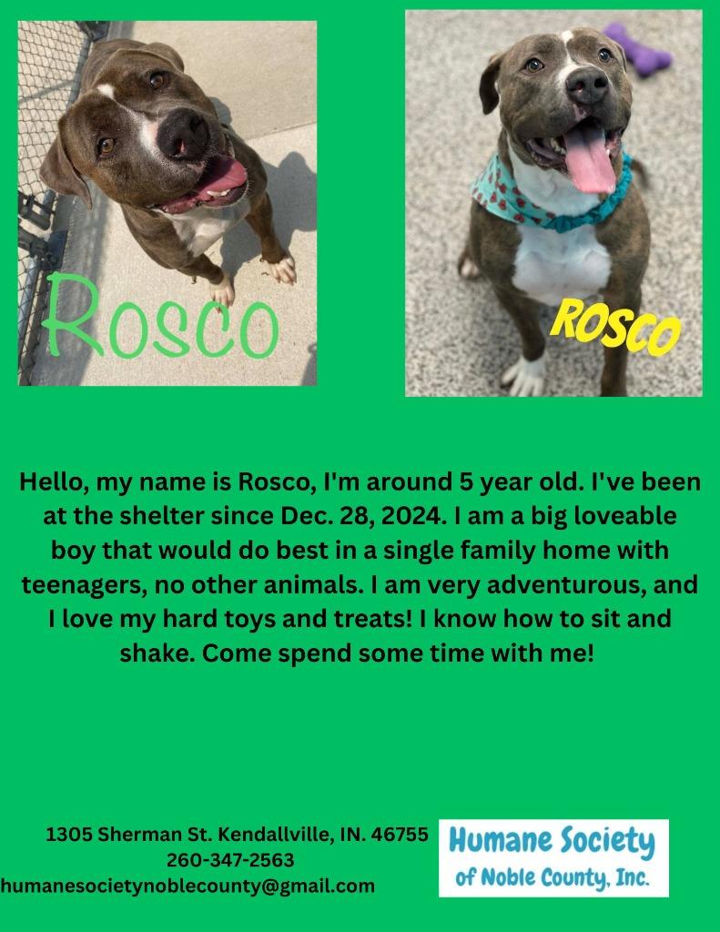 Rosco, Adoptable, Adult Male Pit Bull Terrier.