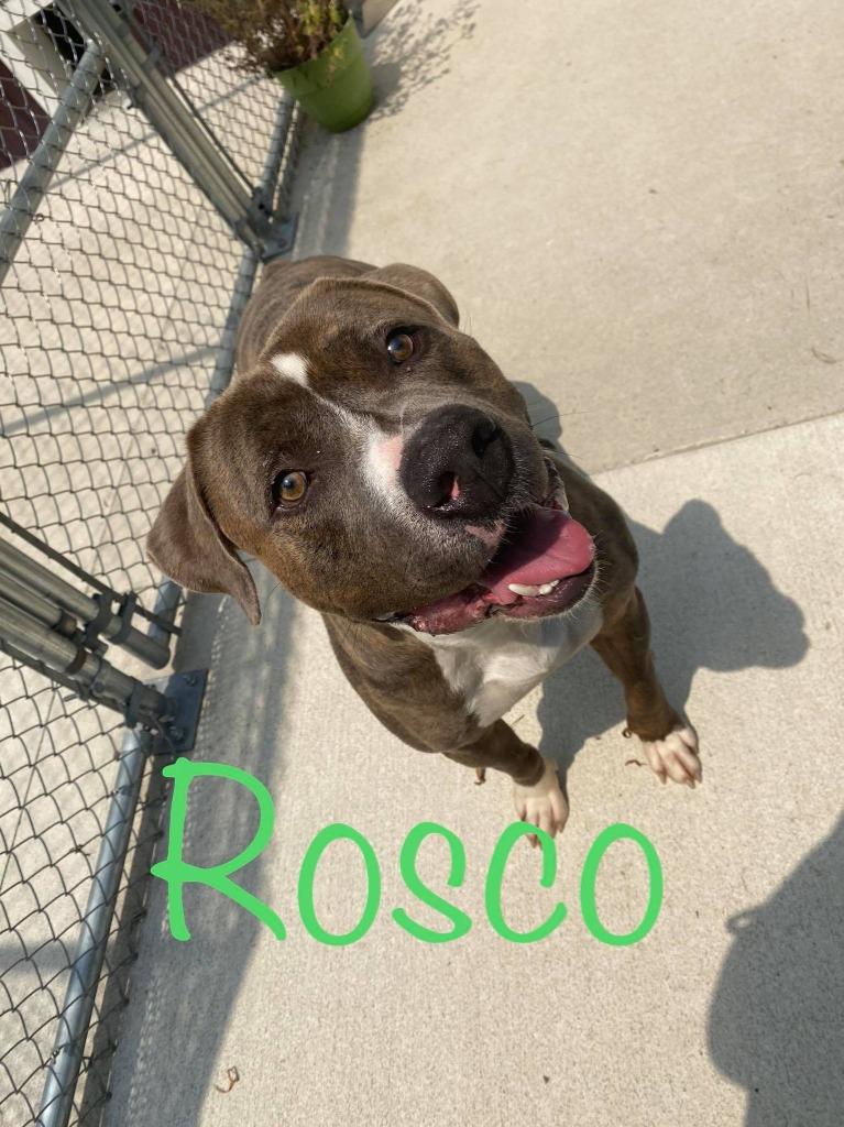 Enlarge Rosco, a Adoptable Pit Bull Terrier in Kendallville, IN image 2/5