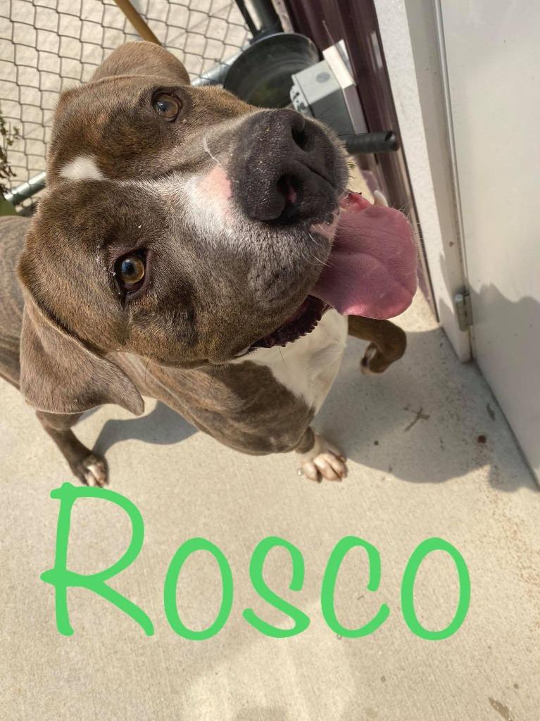 Rosco, a Adoptable Pit Bull Terrier in Kendallville, IN image 4/5
