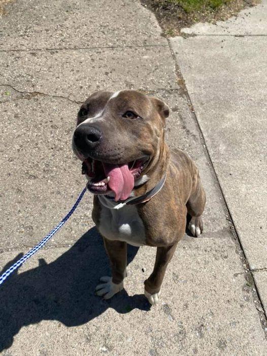 Enlarge Rosco, a Adoptable Pit Bull Terrier in Kendallville, IN image 5/5