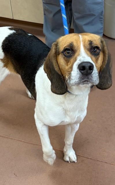 Enlarge Toby, a ADOPTABLE Beagle in Prudenville, MI image 1/1