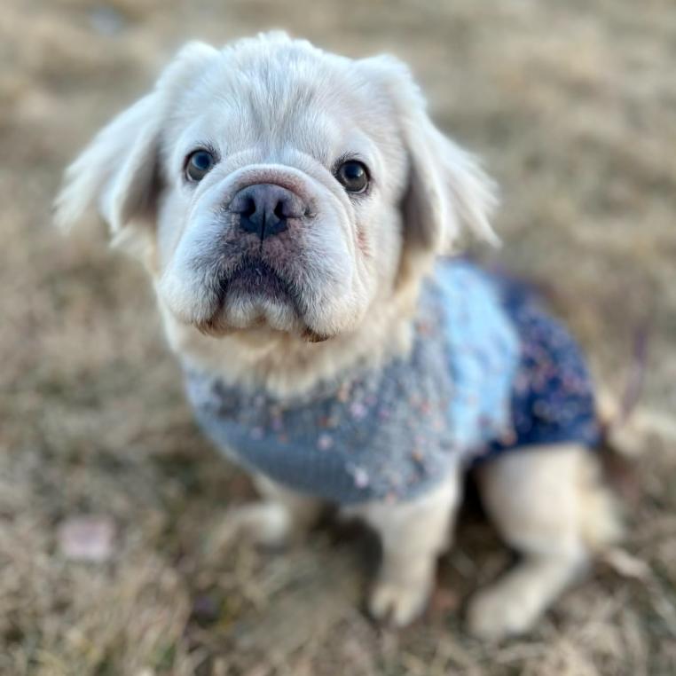 Enlarge Marie, a ADOPTABLE French Bulldog in Mead, CO image 1/1