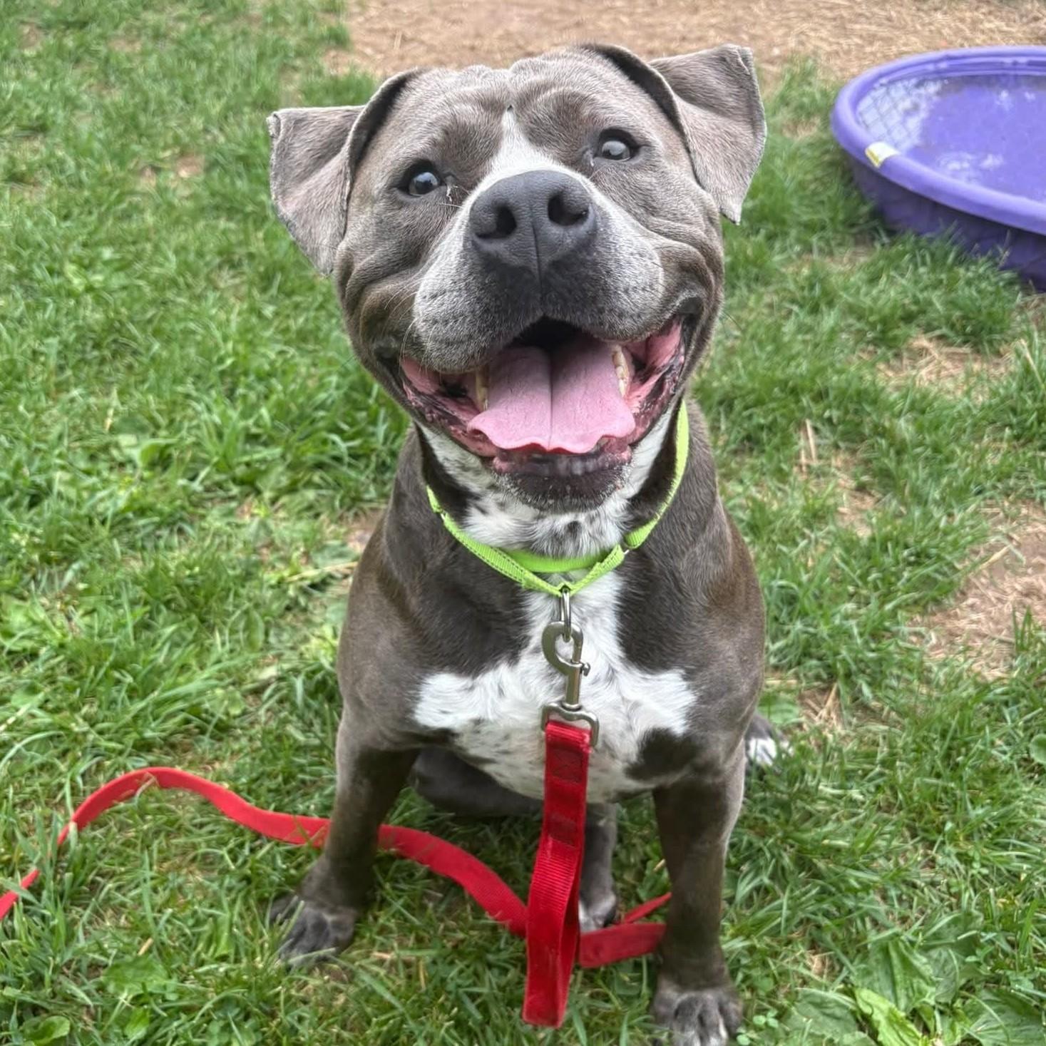 Enlarge Moose, a Adoptable mixed breed in Syracuse, NY image 1/1