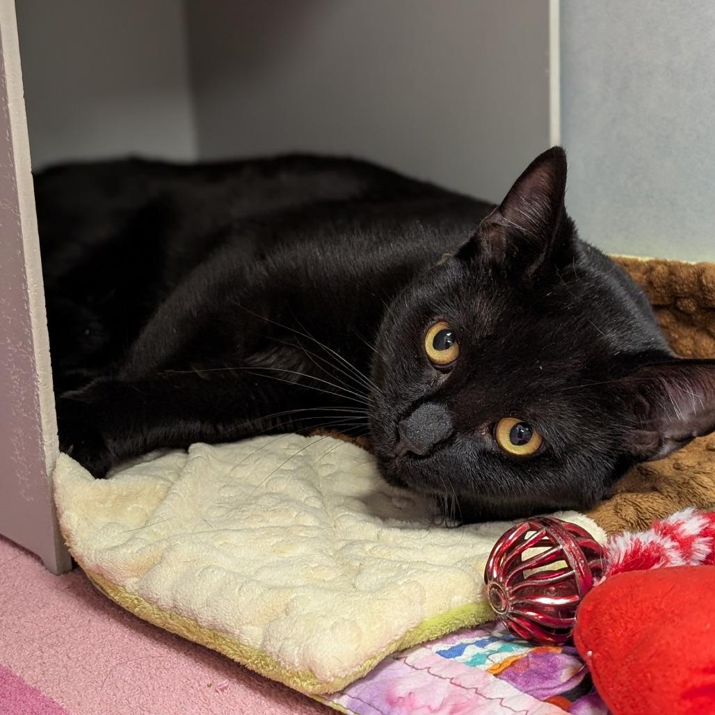 Malcom(Orange collar), Adoptable, Young Male Domestic Short Hair.