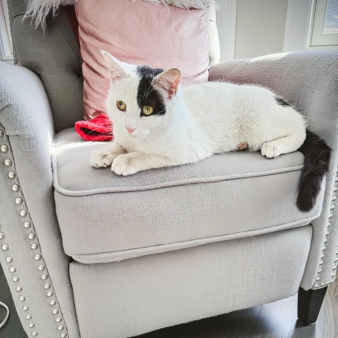 Enlarge Penelope, an adoptable Domestic Medium Hair in Staten Island, NY image 1/6