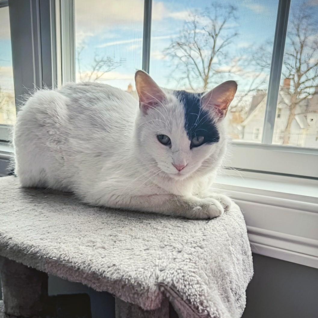 Enlarge Penelope, an adoptable Domestic Medium Hair in Staten Island, NY image 6/6