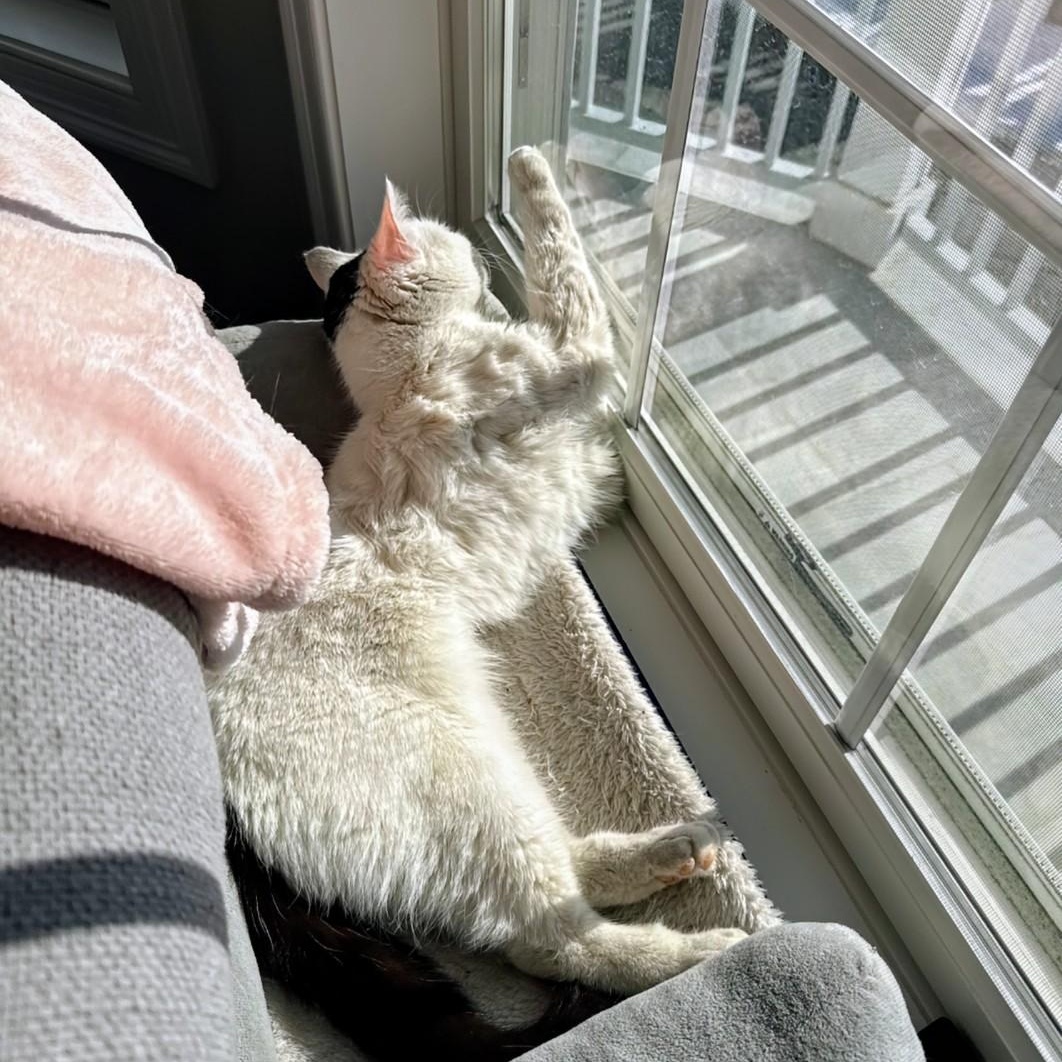 Enlarge Penelope, an adoptable Domestic Medium Hair in Staten Island, NY image 4/6