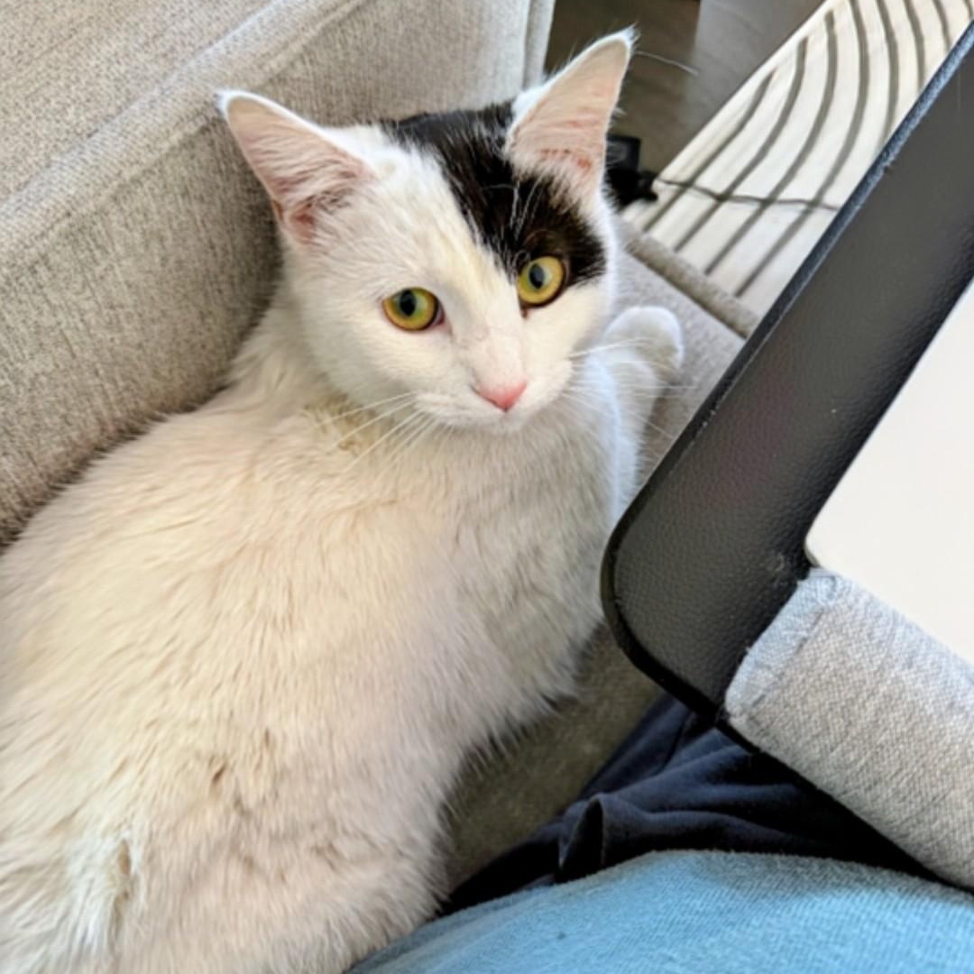 Enlarge Penelope, an adoptable Domestic Medium Hair in Staten Island, NY image 2/6