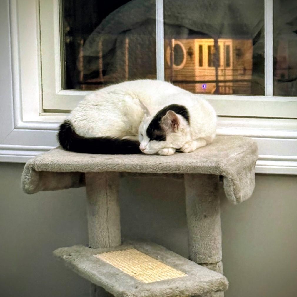 Enlarge Penelope, an adoptable Domestic Medium Hair in Staten Island, NY image 5/6