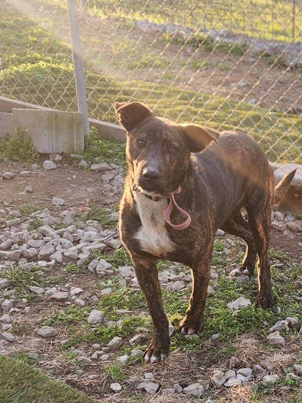 Enlarge Bosco, a Adoptable mixed breed in Cleveland, TN image 1/1