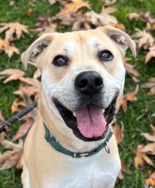 *BOWIE, Adoptable, Adult Male Staffordshire Bull Terrier.