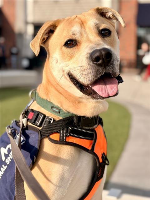 *BOWIE, Adoptable, Adult Male Staffordshire Bull Terrier.