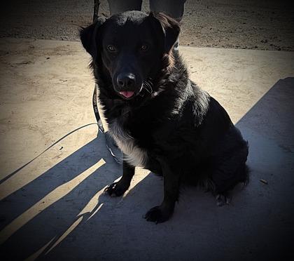 Enlarge Po, a Adoptable mixed breed in Klamath Falls, OR image 1/1