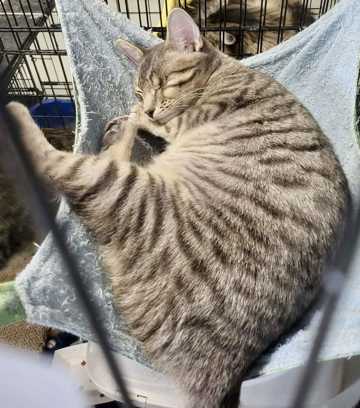 Enlarge Hazy (Bonded w/Elysian), a Adoptable Domestic Short Hair in Detroit Lakes, MN image 1/3
