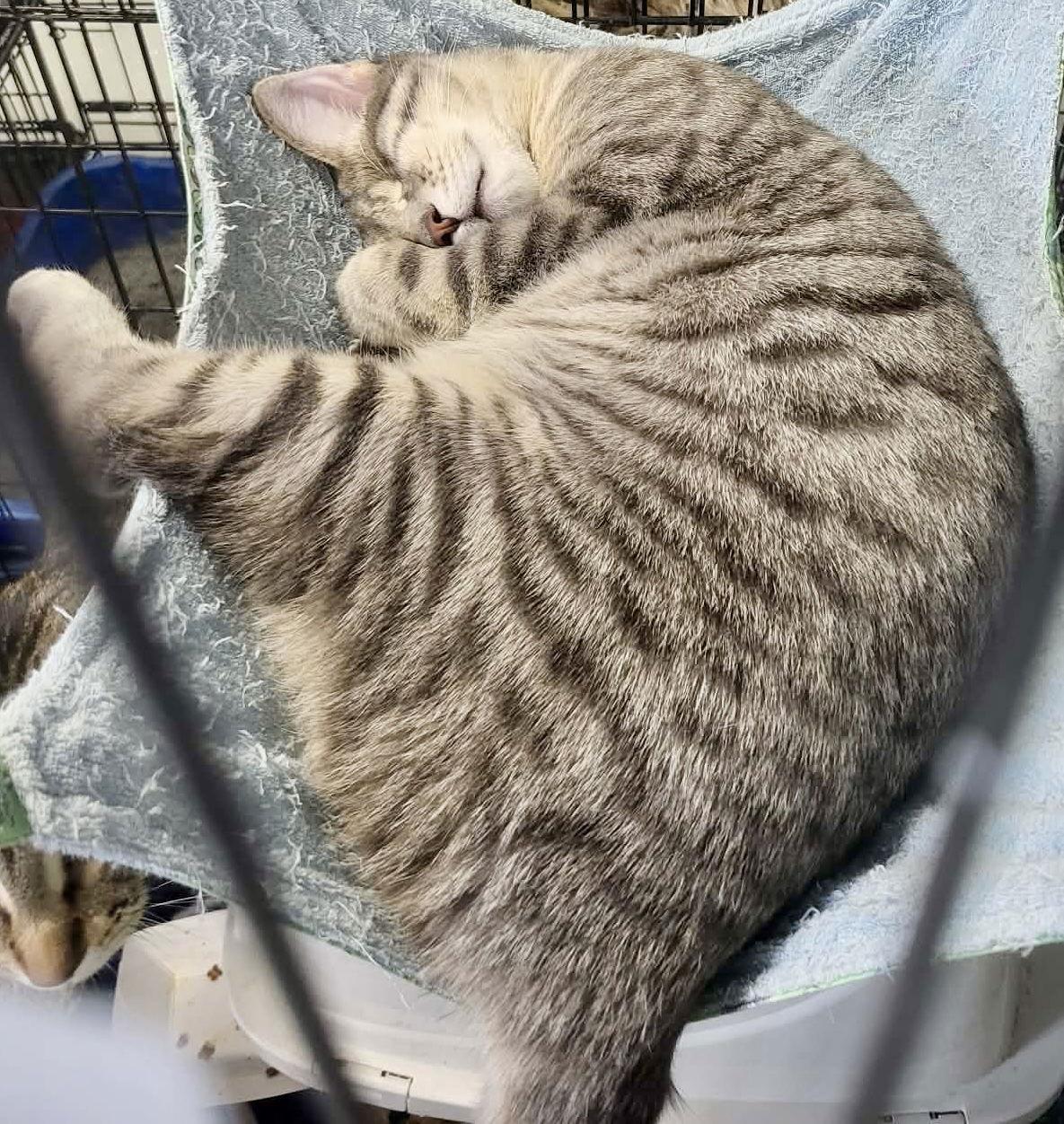 Enlarge Hazy (Bonded w/Elysian), a Adoptable Domestic Short Hair in Detroit Lakes, MN image 2/3