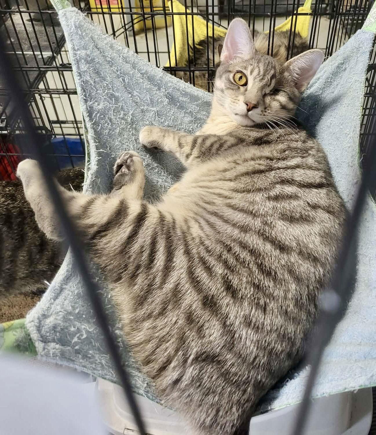 Enlarge Hazy (Bonded w/Elysian), a Adoptable Domestic Short Hair in Detroit Lakes, MN image 3/3