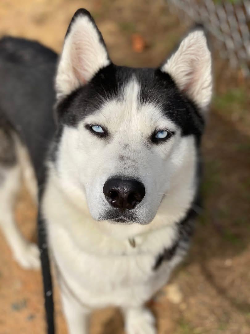 Steele (ID 48754/3442)