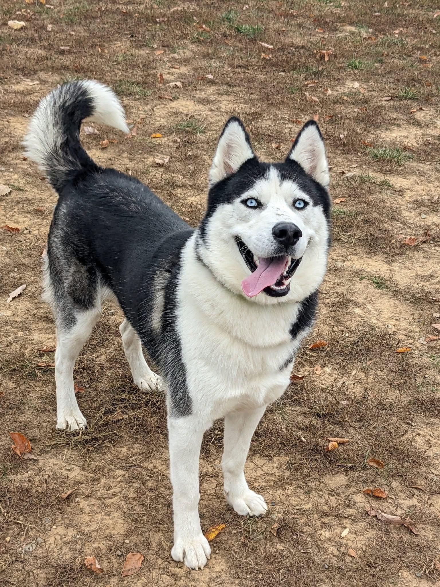 Steele (ID 48754/3442)