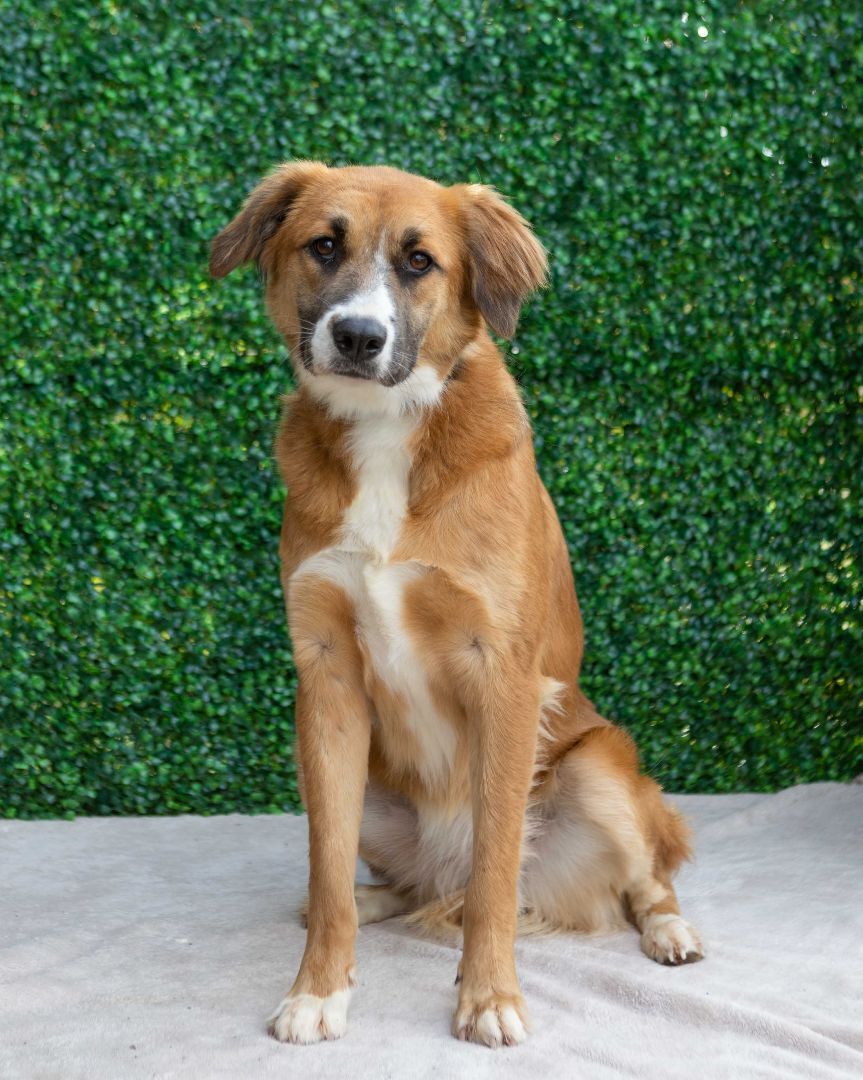Rita, an adoptable Australian Shepherd in Portland, OR, 97239 | Photo Image 1