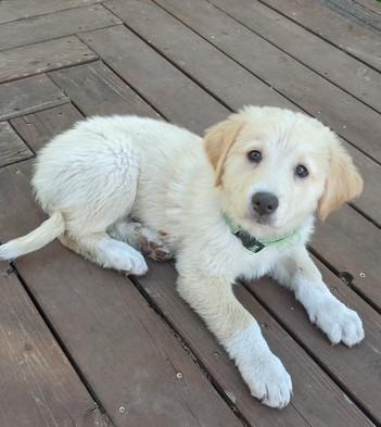 Biscuit