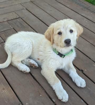 Biscuit