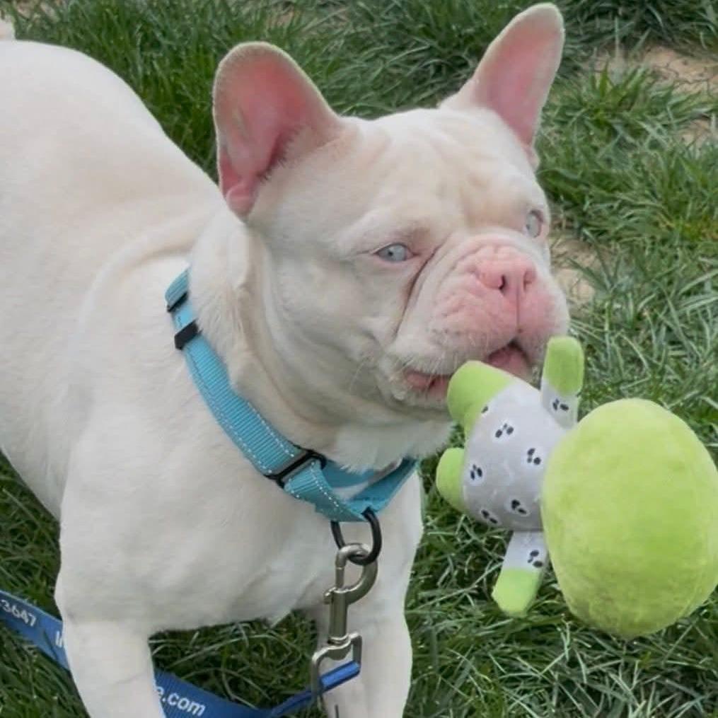 Enlarge Mew, a Adoptable French Bulldog in Huber Heights, OH image 1/5