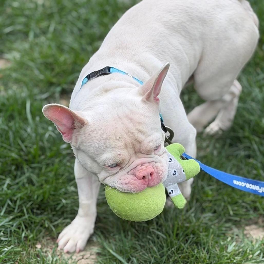 Enlarge Mew, a Adoptable French Bulldog in Huber Heights, OH image 2/5