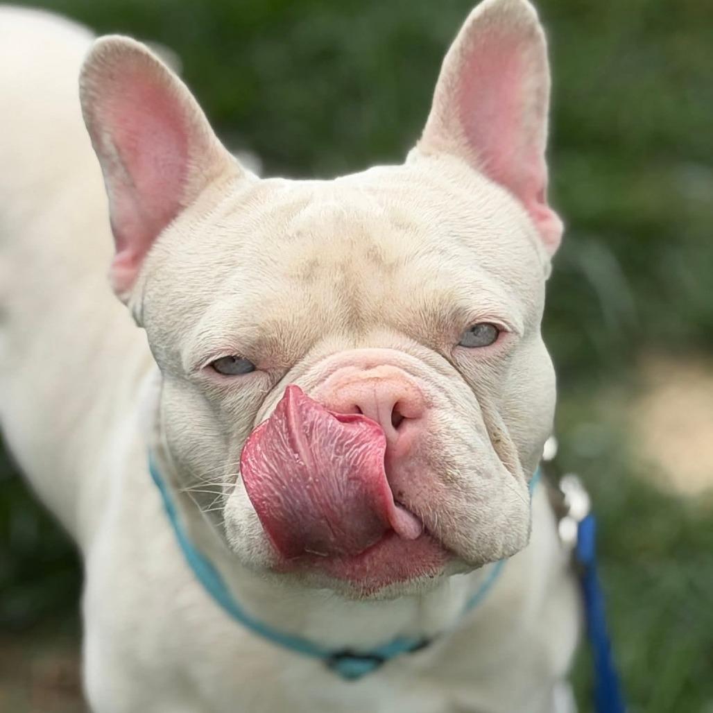 Enlarge Mew, a Adoptable French Bulldog in Huber Heights, OH image 3/5