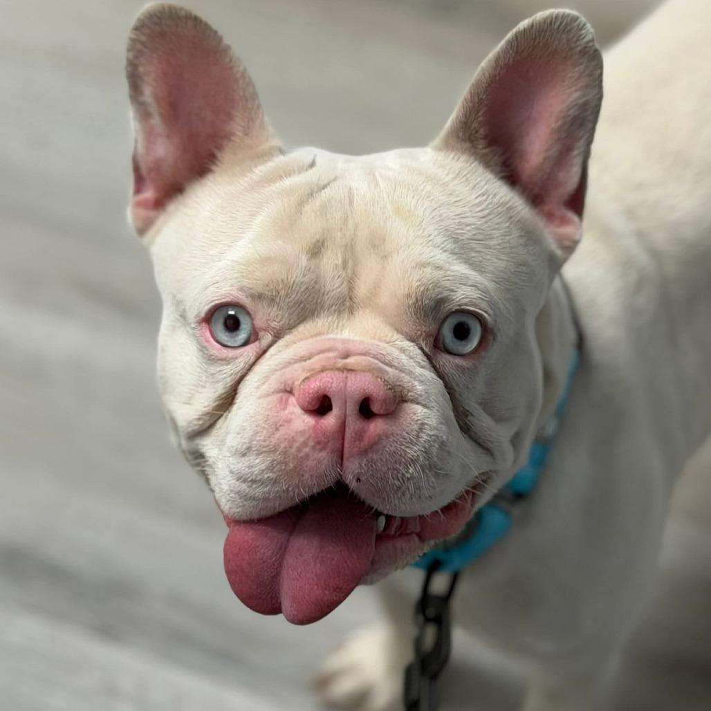 Enlarge Mew, a Adoptable French Bulldog in Huber Heights, OH image 4/5