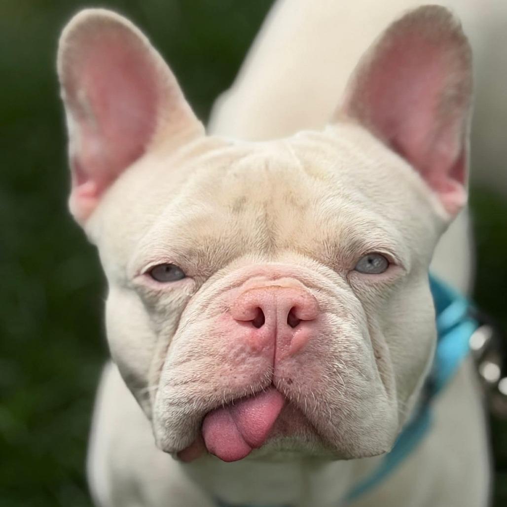 Enlarge Mew, a Adoptable French Bulldog in Huber Heights, OH image 5/5