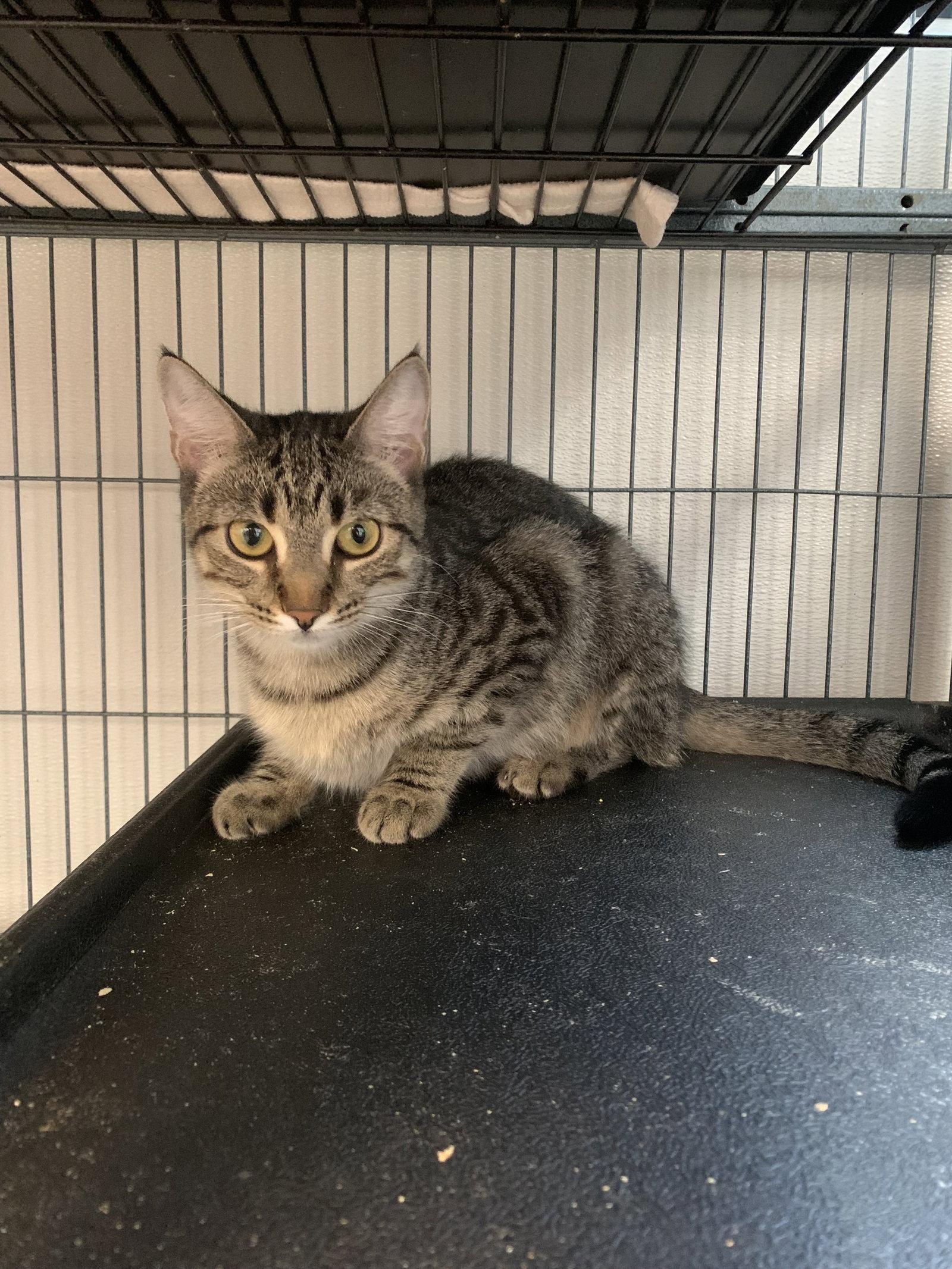 Mushroom, Adoptable, Kitten Female Domestic Short Hair.