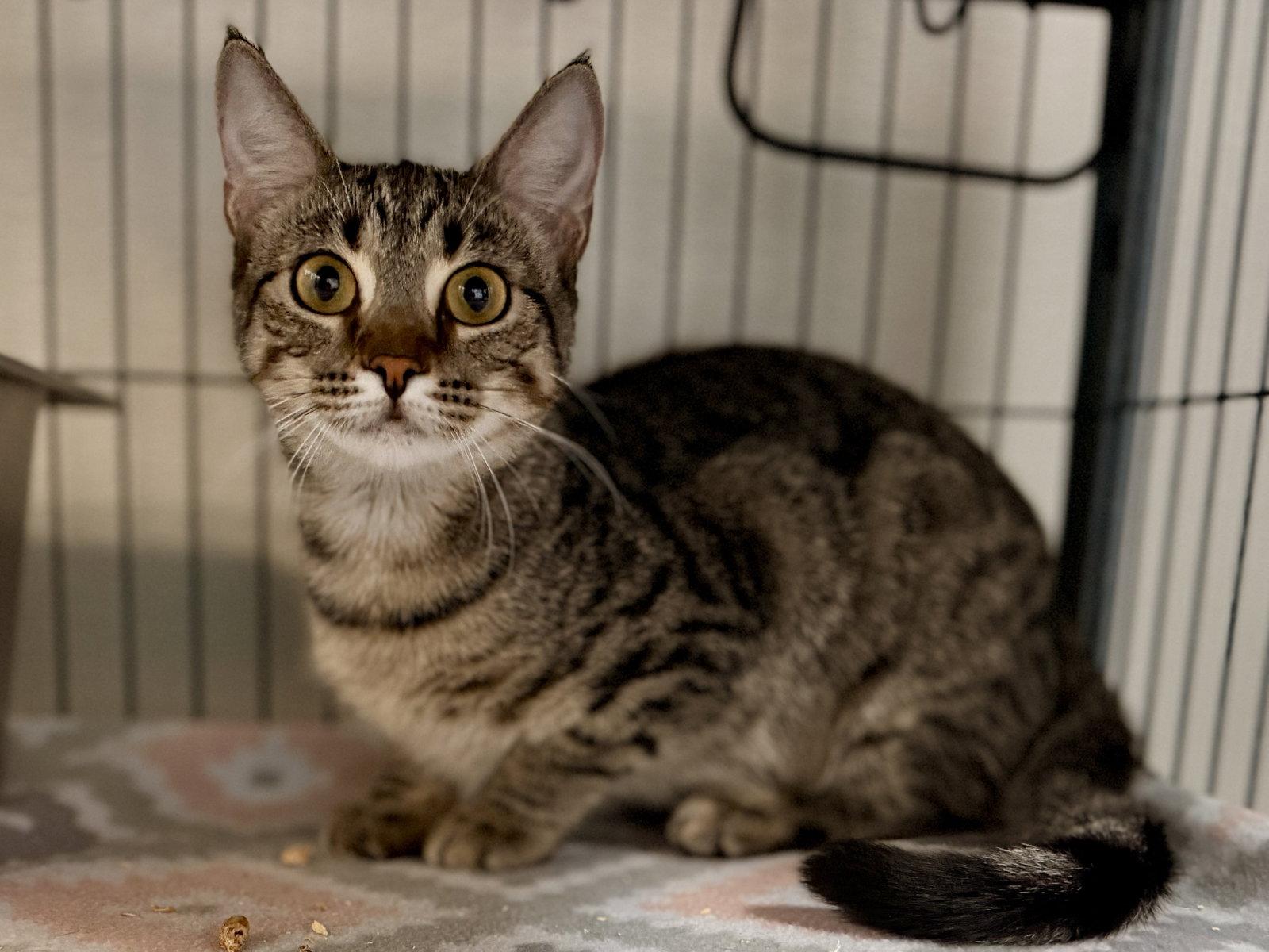 Enlarge Mushroom, a Adoptable Domestic Short Hair in Sanford, FL image 2/2