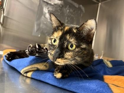 Enlarge Zatara, an adopted Domestic Short Hair in Georgetown, SC image 1/1