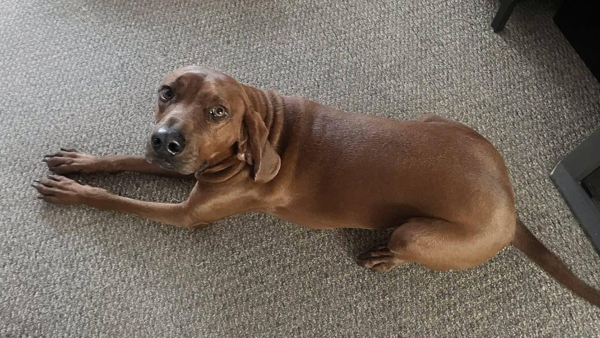 Enlarge Oakley, a Adoptable mixed breed in Lively, ON image 2/4