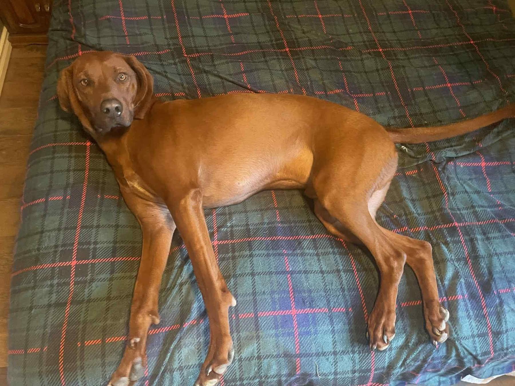 Enlarge Oakley, a Adoptable mixed breed in Lively, ON image 3/4