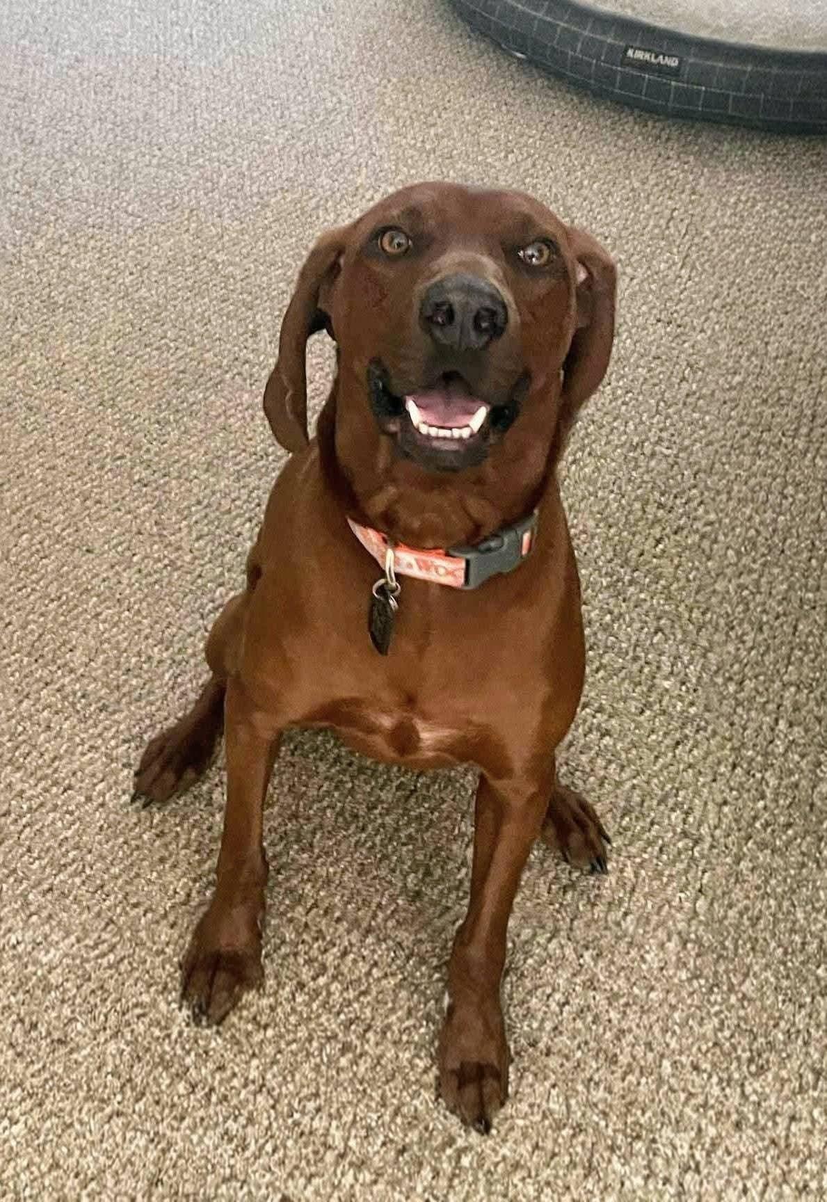 Enlarge Oakley, a Adoptable mixed breed in Lively, ON image 4/4