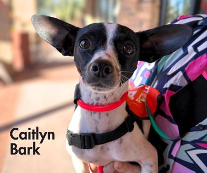 Caitlyn Bark *IN FOSTER*, Adoptable, Adult Female Chihuahua & Mixed Breed.
