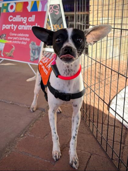Enlarge Caitlyn Bark *IN FOSTER*, a Adoptable mixed breed in Scottsdale, AZ image 2/3