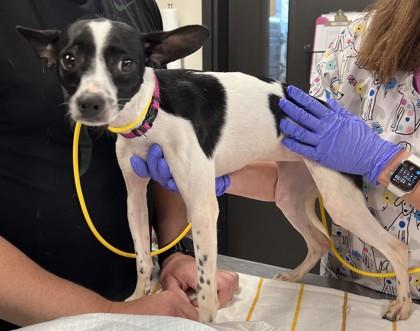 Enlarge Caitlyn Bark *IN FOSTER*, a Adoptable mixed breed in Scottsdale, AZ image 3/3