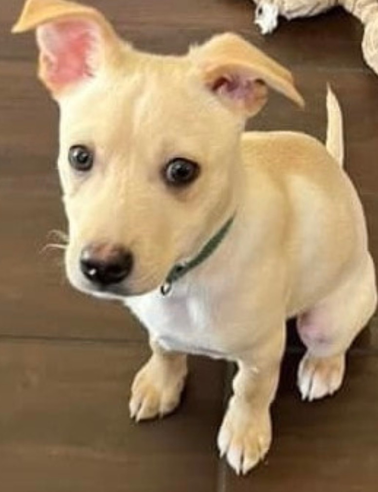 Squirt, Adopted, Puppy Male Chihuahua.