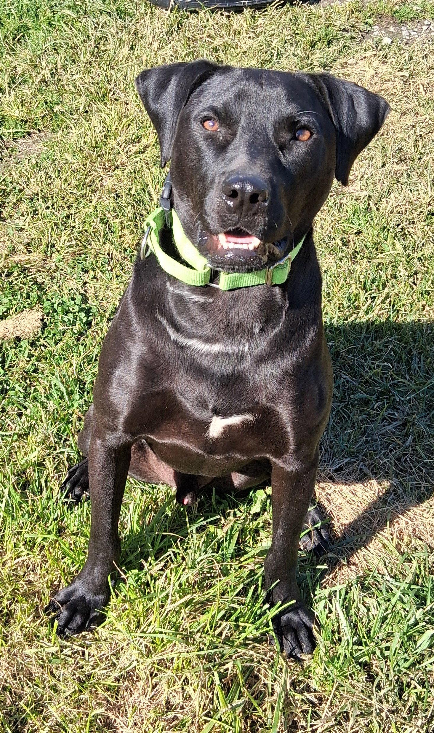 Waffles (has video), Adoptable, Young Male Black Labrador Retriever.