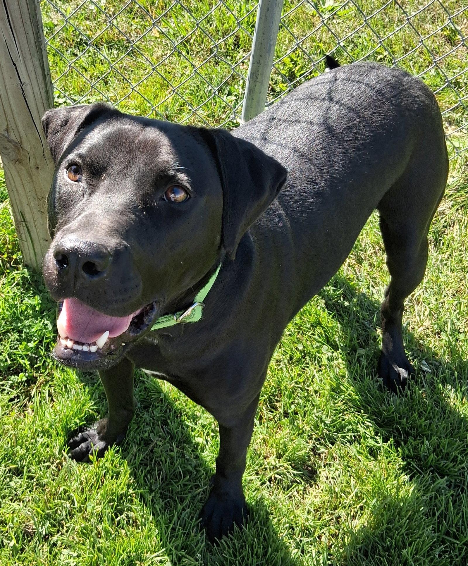 Enlarge Waffles (has video), a Adoptable Black Labrador Retriever in Cuyahoga Falls, OH image 2/3