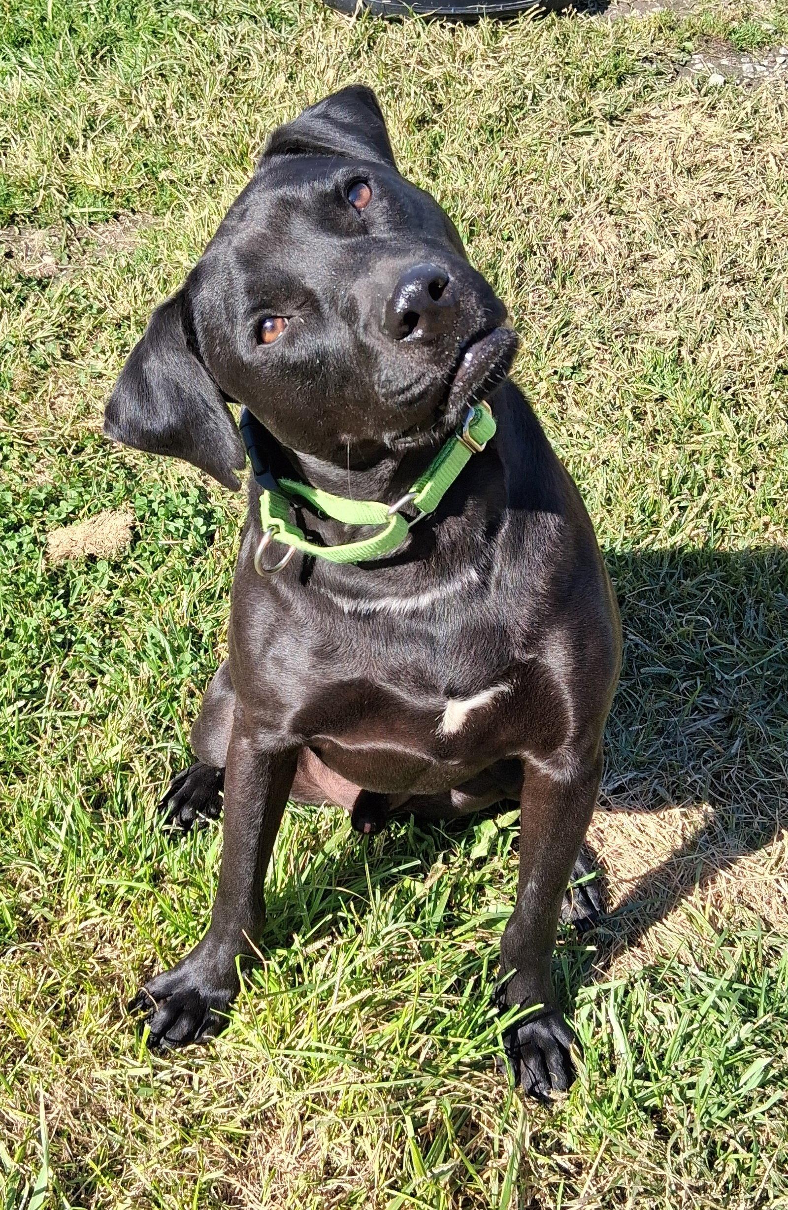 Enlarge Waffles (has video), a Adoptable Black Labrador Retriever in Cuyahoga Falls, OH image 3/3