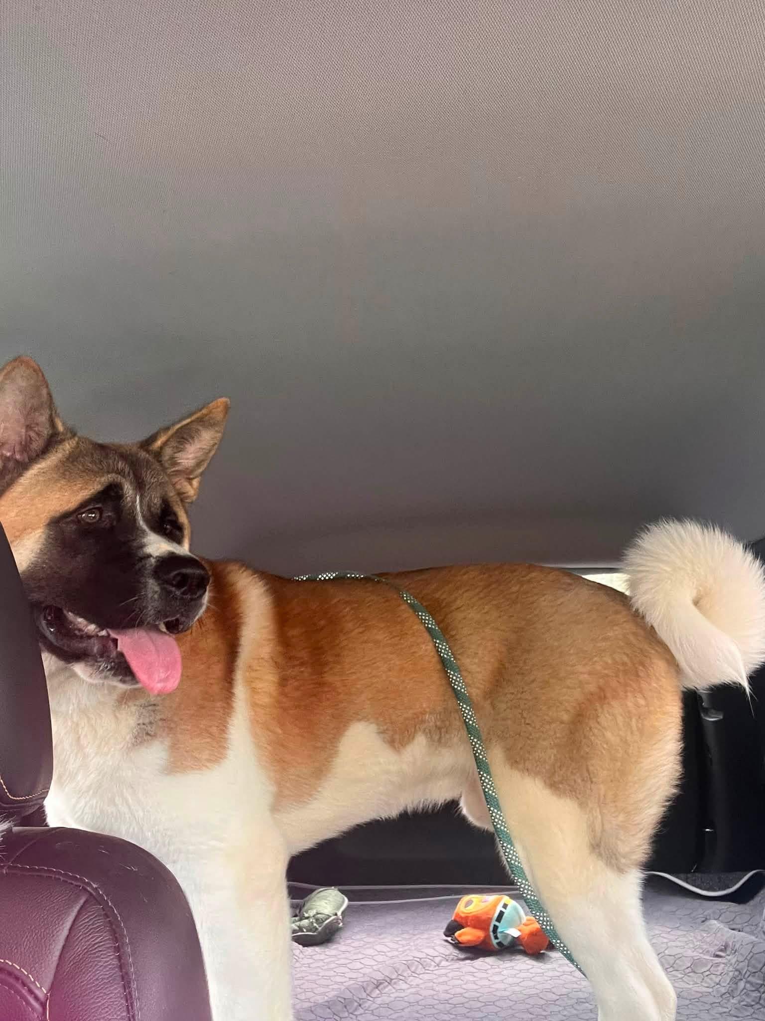 Enlarge Cooper, a ADOPTABLE Akita in Dearborn, MI image 2/4