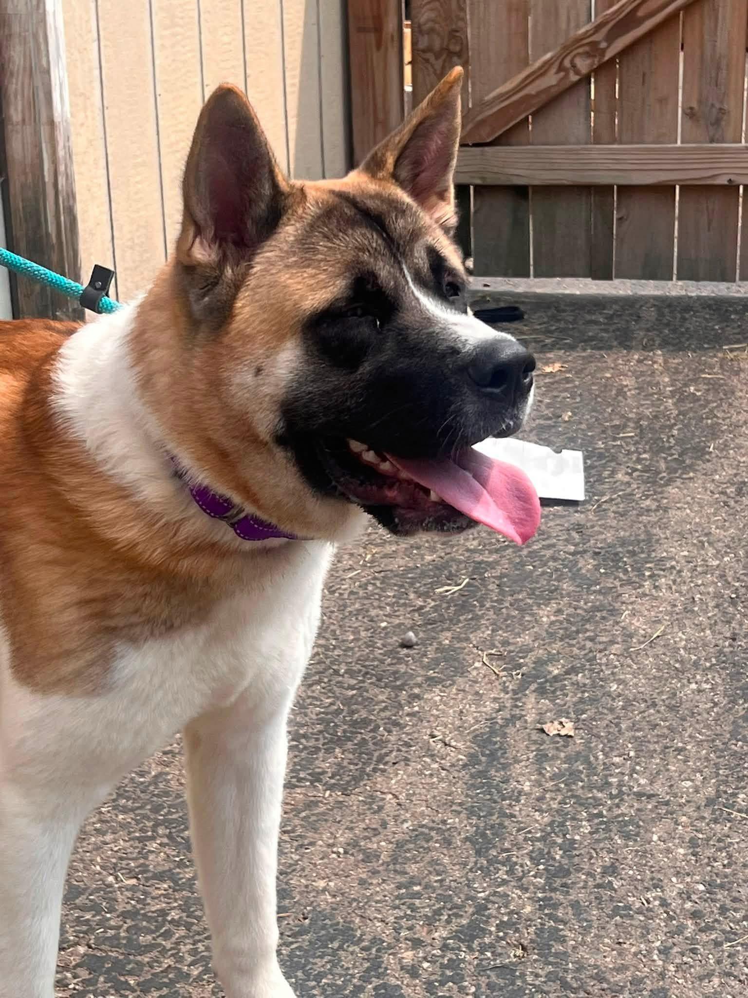 Enlarge Cooper, a ADOPTABLE Akita in Dearborn, MI image 3/4