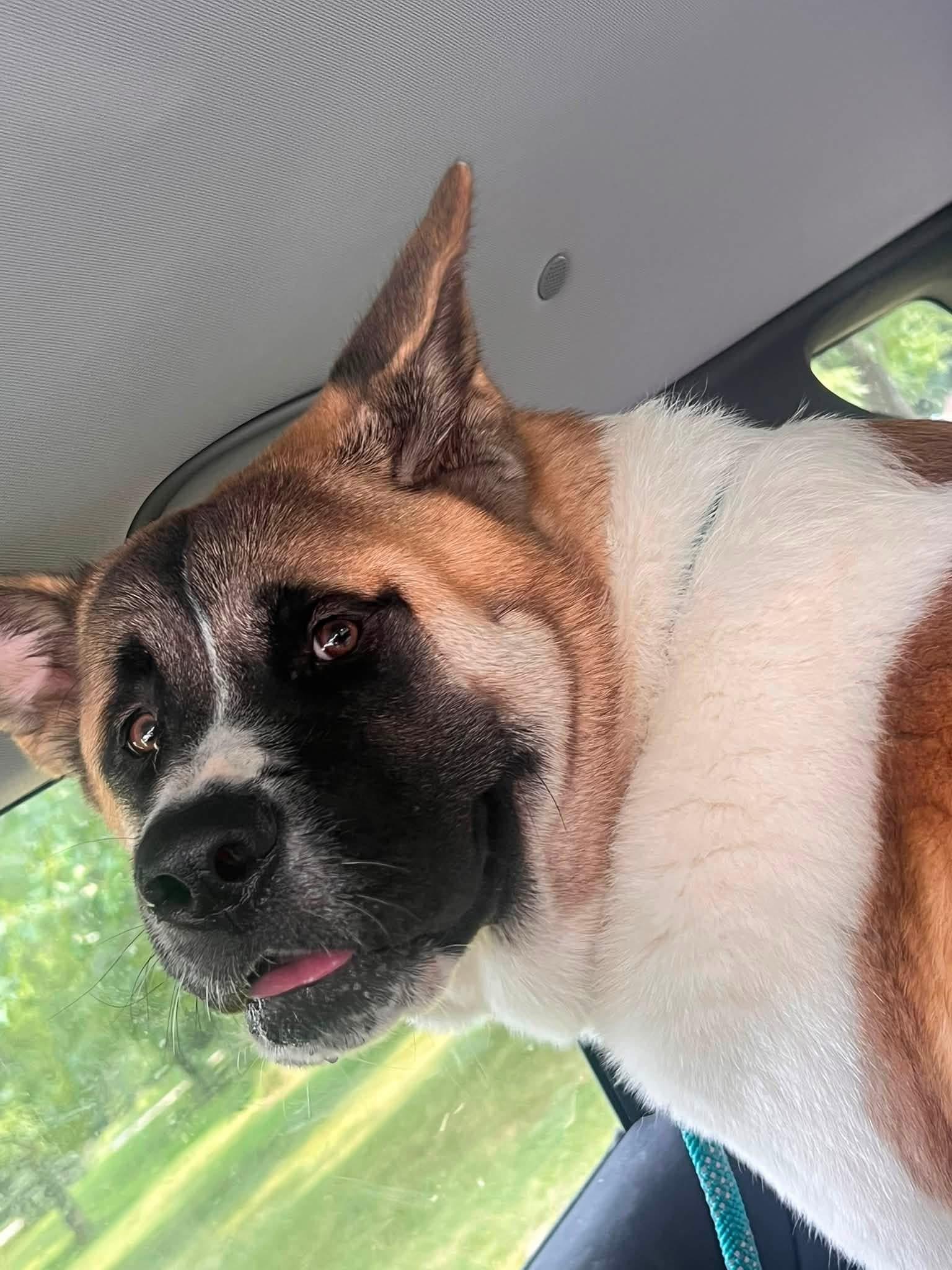 Cooper, ADOPTABLE, Young Male Akita.