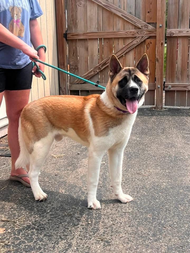 Enlarge Cooper, a ADOPTABLE Akita in Dearborn, MI image 4/4