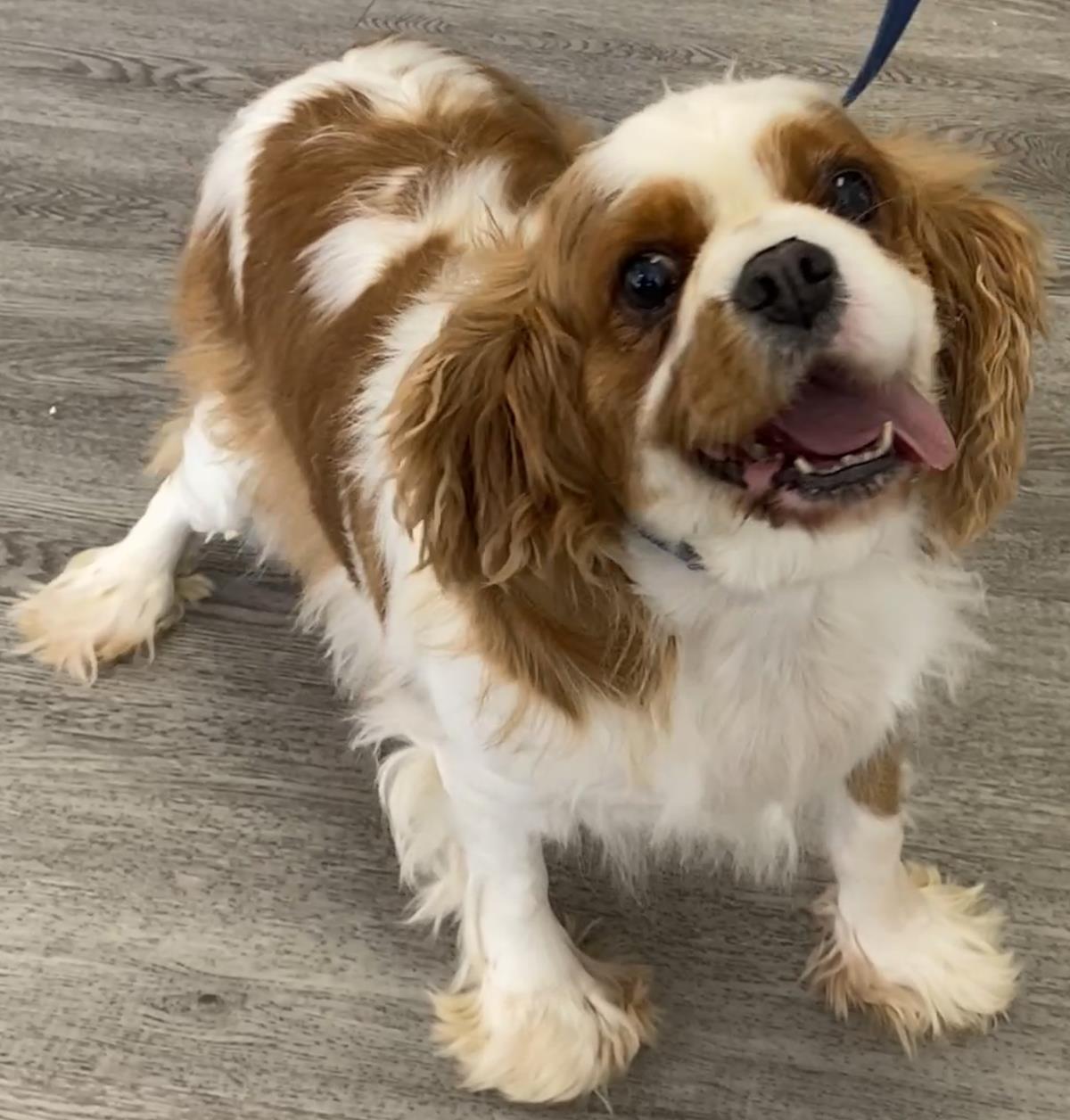 Enlarge Penny, a Adoptable Cavalier King Charles Spaniel in Westminster, MD image 1/3
